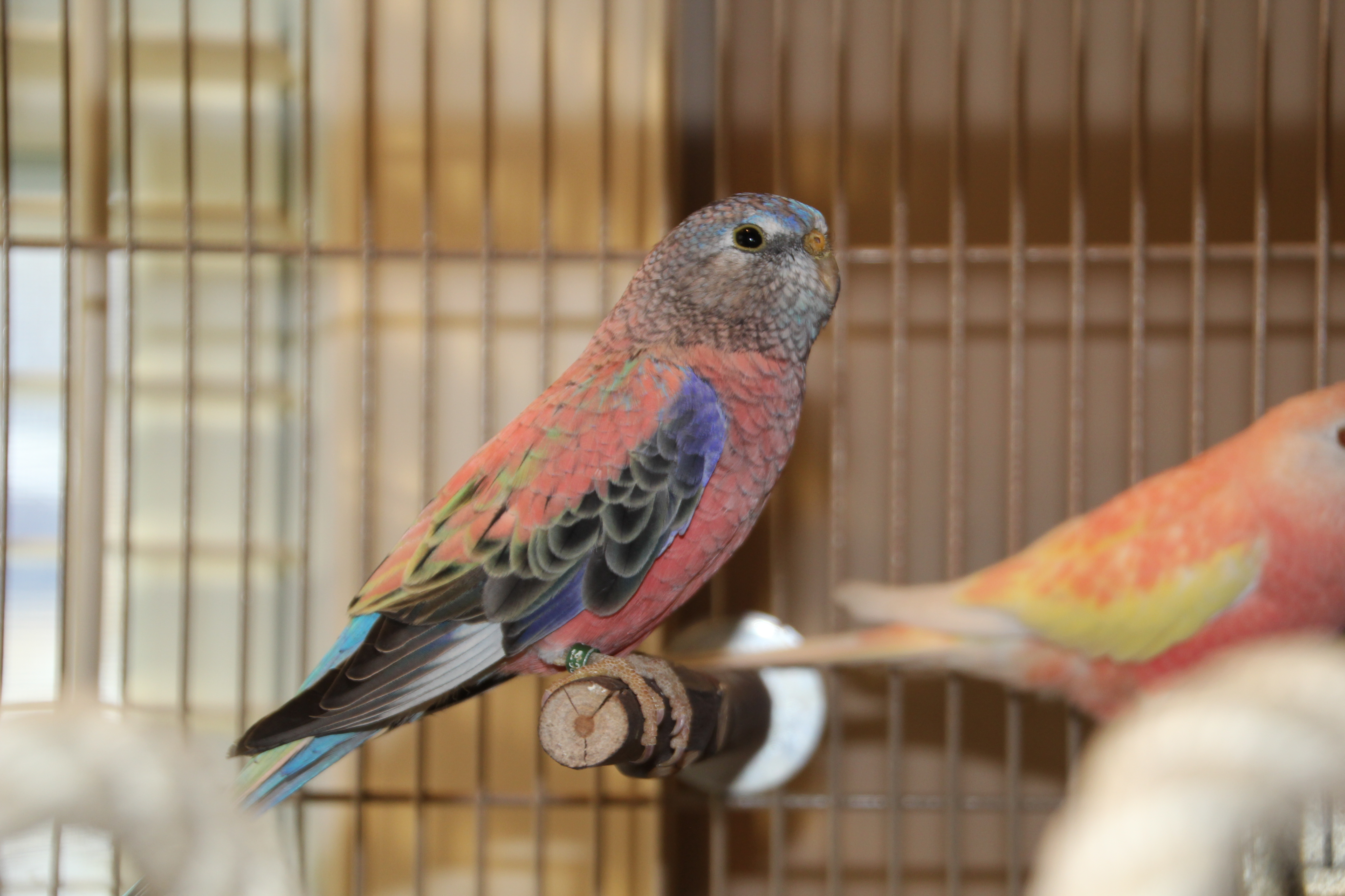 red rump parakeet mutations