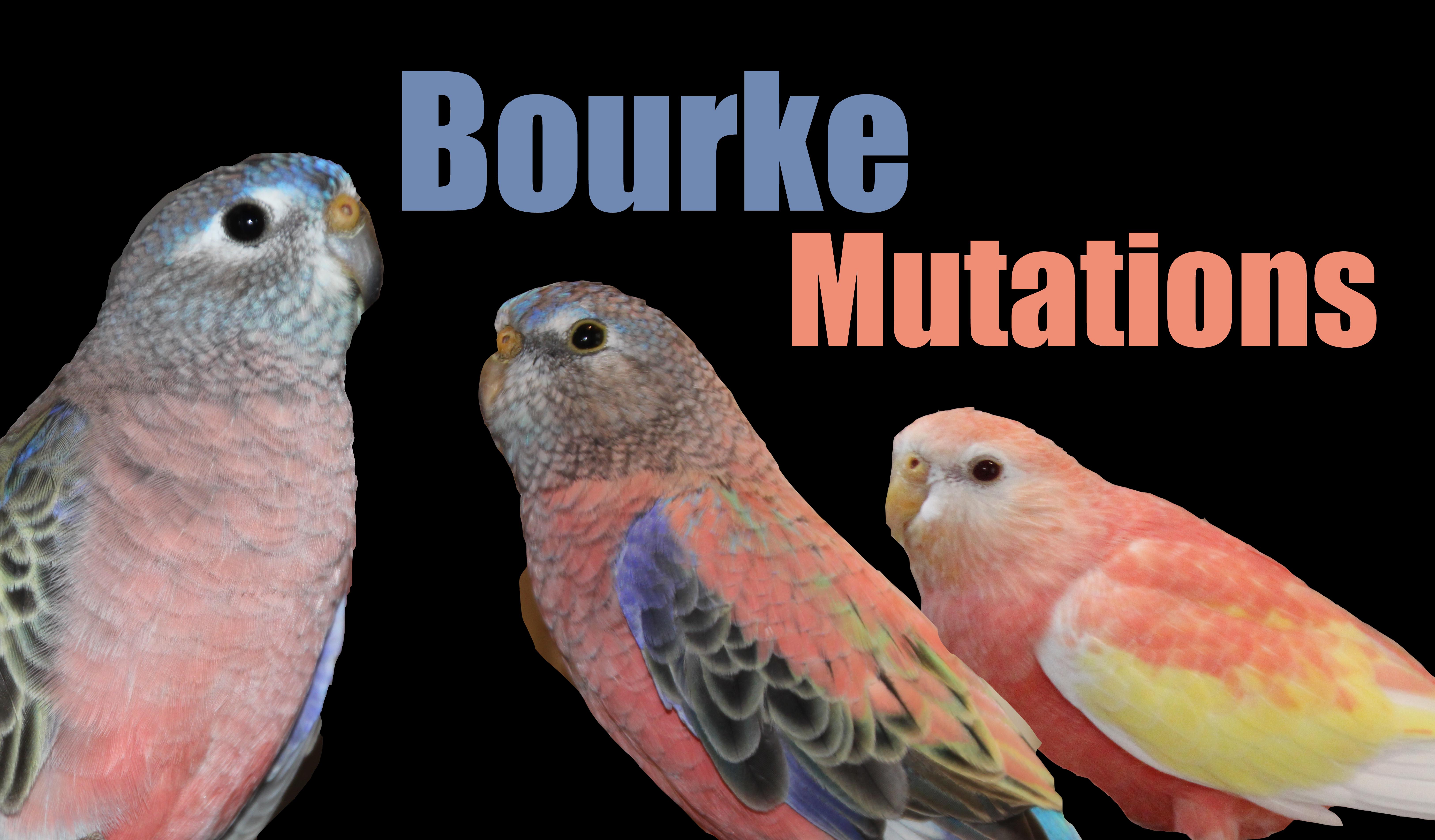 bourkes parakeet